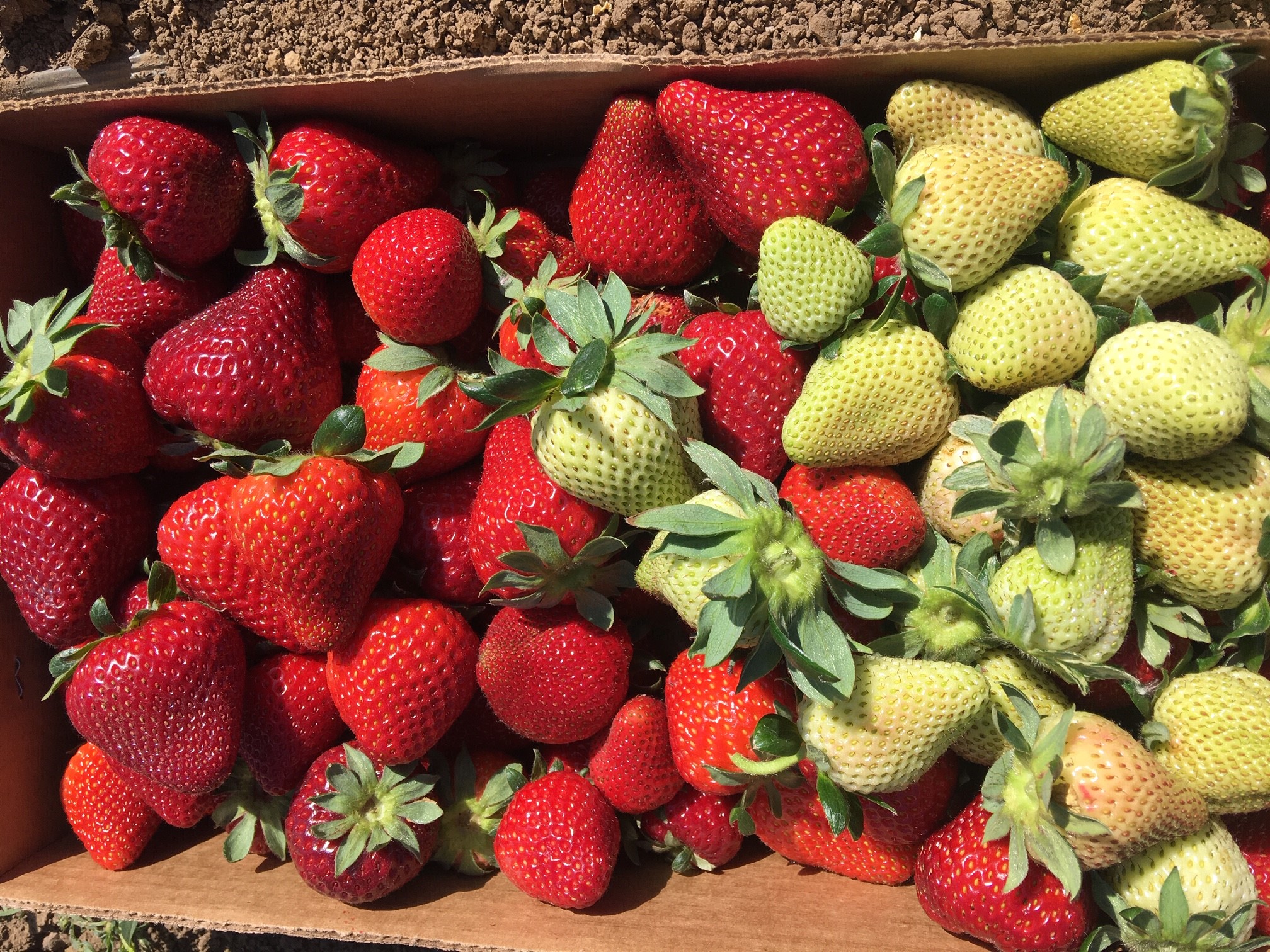 Local Brentwood strawberries